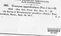 Uromyces appendiculatus image